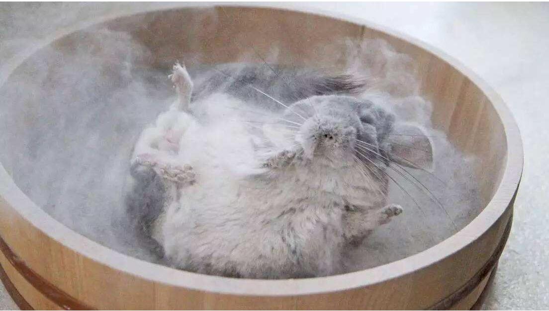 宠物龙猫洗澡方法_龙猫洗澡粉的使用_极爱宠物网(图1)