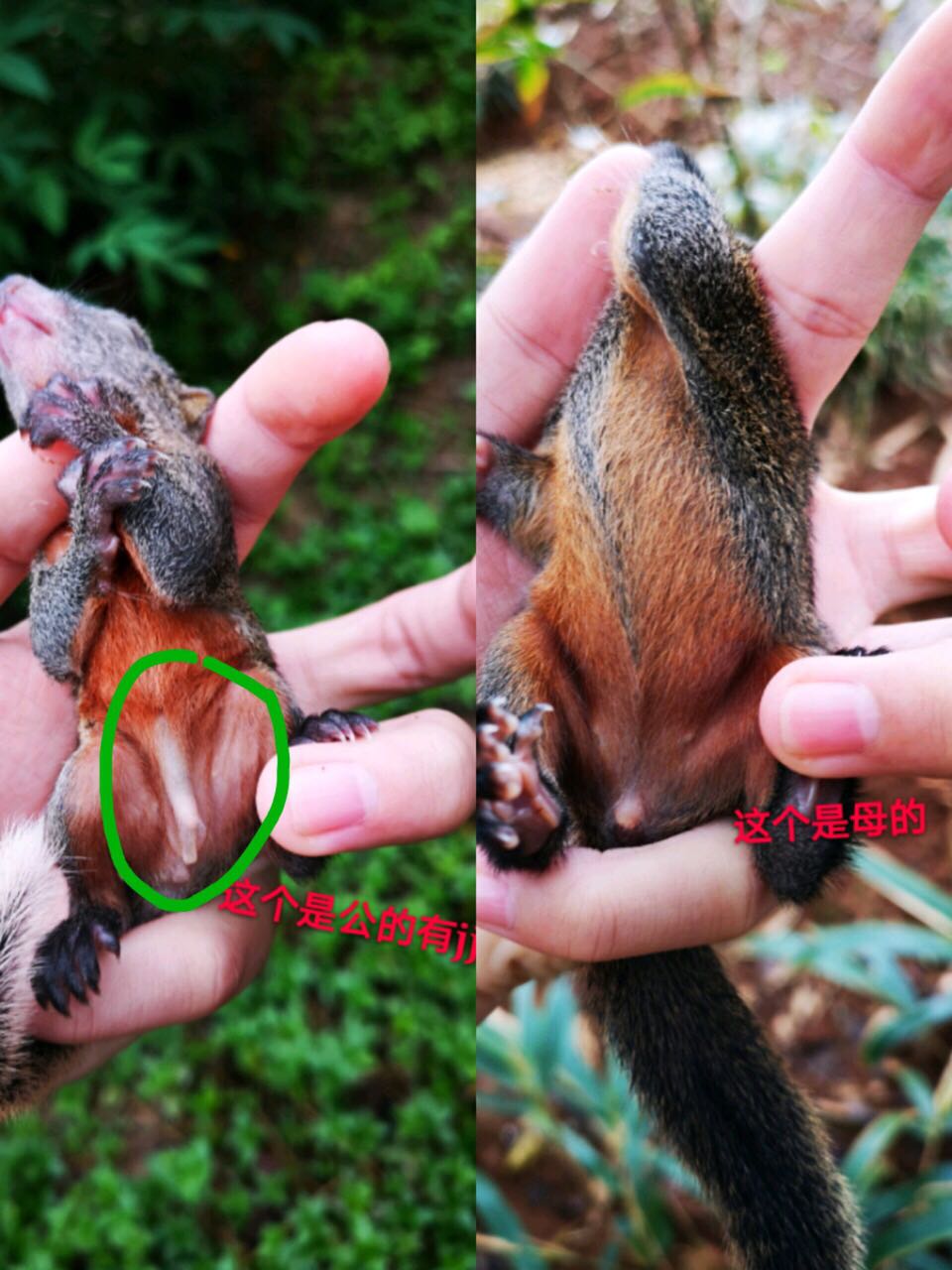 红腹松鼠怎么区分公母_辨别红腹松鼠性别的方法_极爱