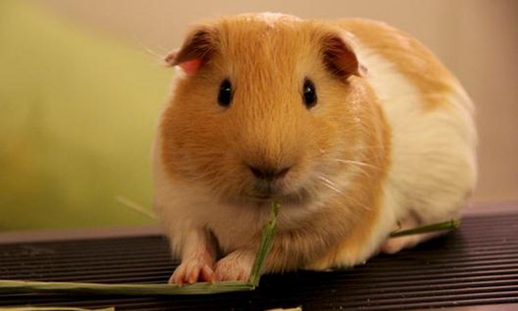 荷兰猪喜好吃什么_宠物豚鼠喜好吃的食物大全_极爱宠物网(图1)